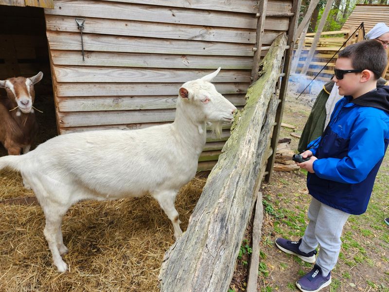 Meet The Hogs, Goats, And One Friendly Cat