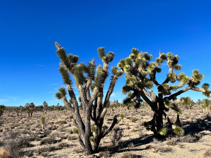 Mojave National Preserve, Essex, CA