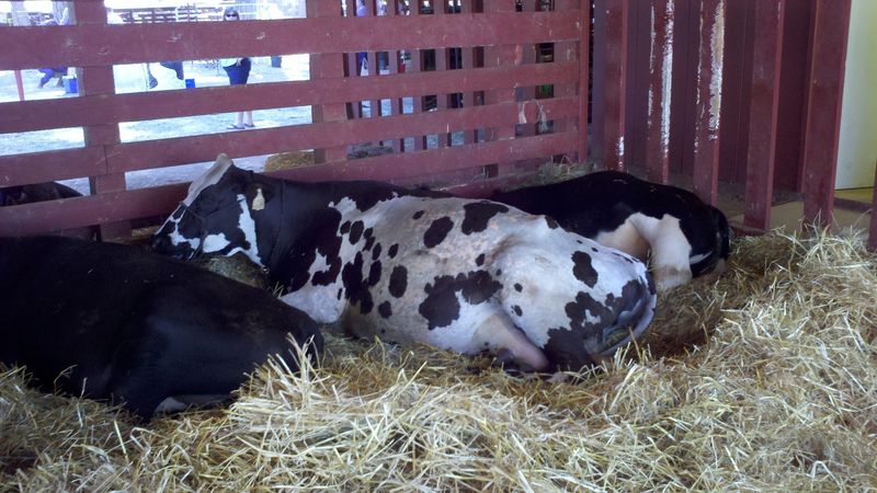 More Than A Century Of County Fair Tradition