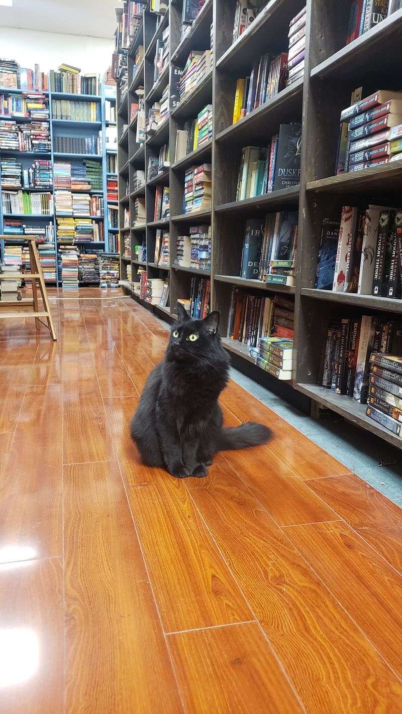 More Whiskers Waiting Between The Stacks More Whiskers Waiting Between The Stacks