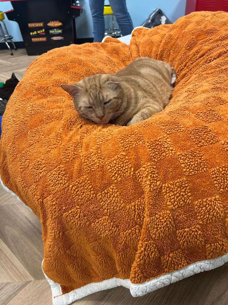 Morning Zoomies Versus Afternoon Naps Morning Zoomies Versus Afternoon Naps