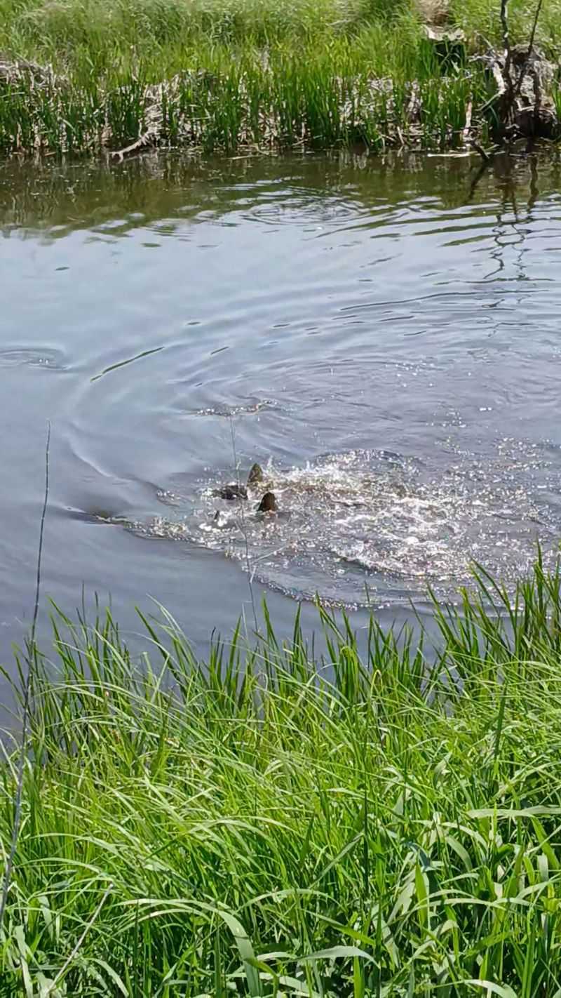 Muskrats, Turtles, And A Chorus Of Toads