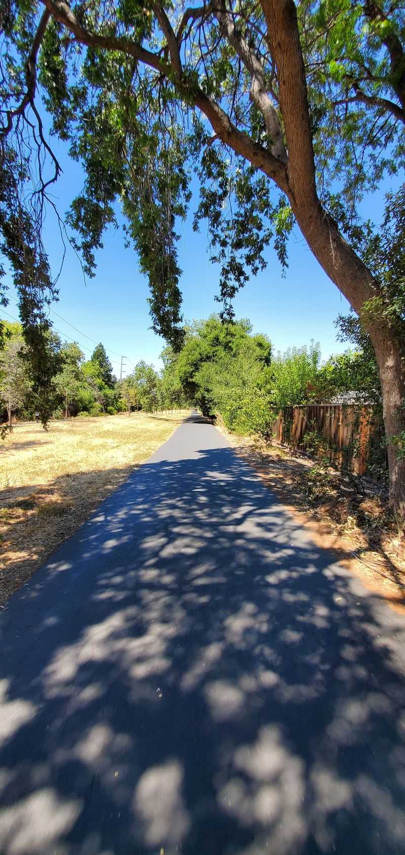 Oaks, Wildflowers, And A Few Cows Keep The Suburbs Interesting