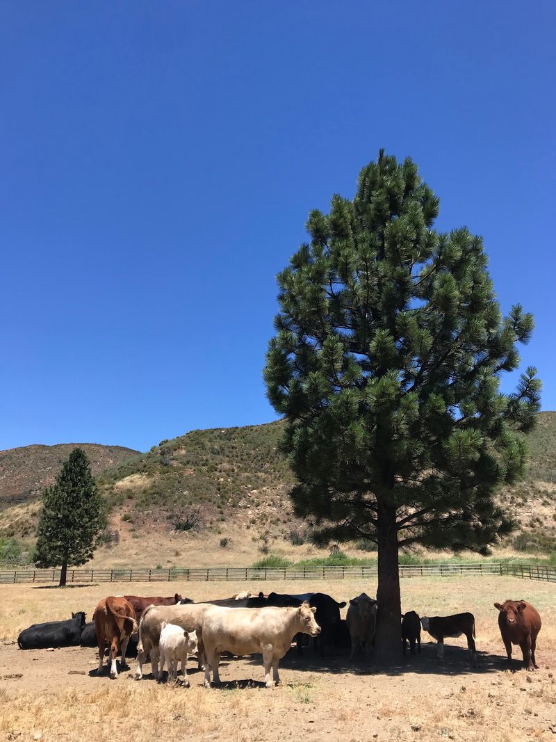 Old West Roots That Stretch Back To The 1870s