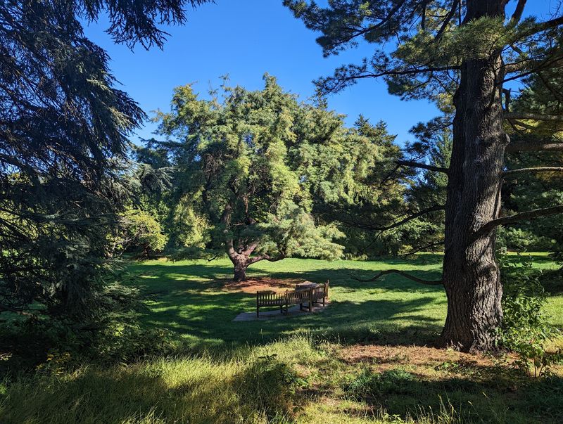 One Of America's Biggest Holly Collections Plus Weeping Pines One Of America's Biggest Holly Collections Plus Weeping Pines