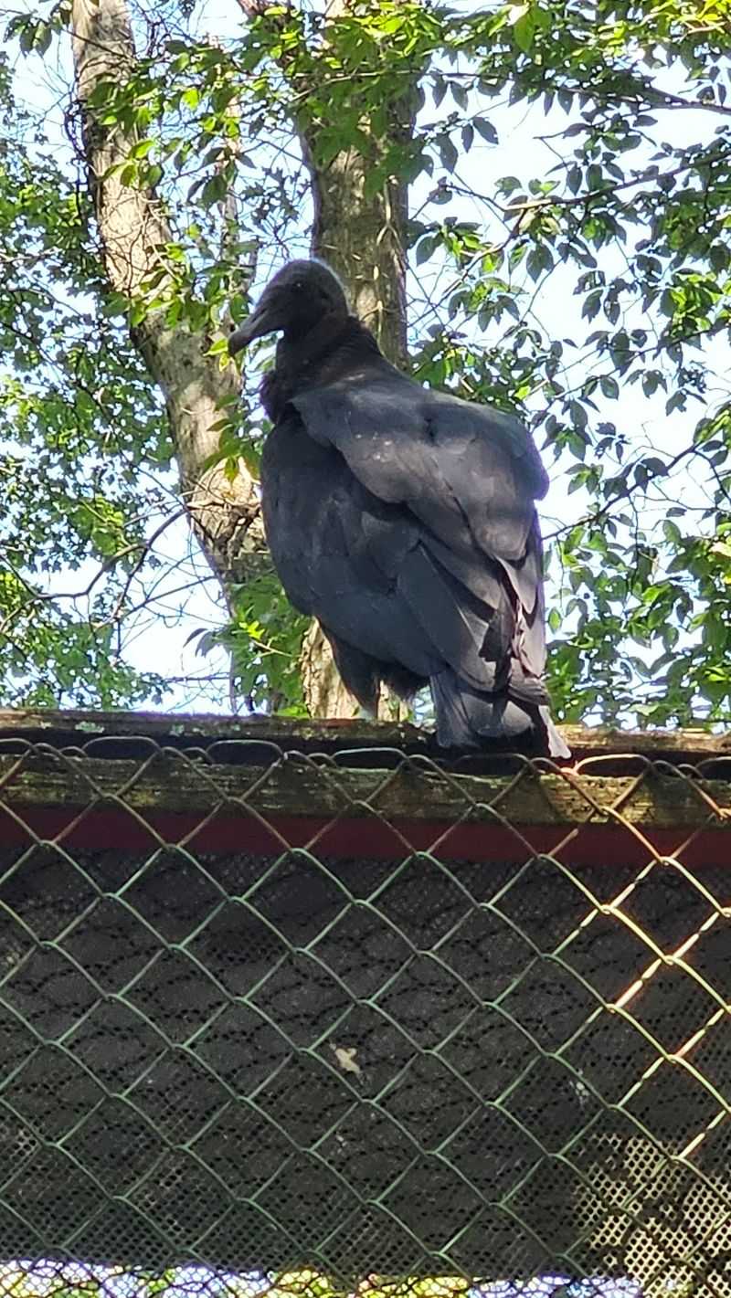 Owls, Vultures, And Falcons Bring Plenty Of Personality