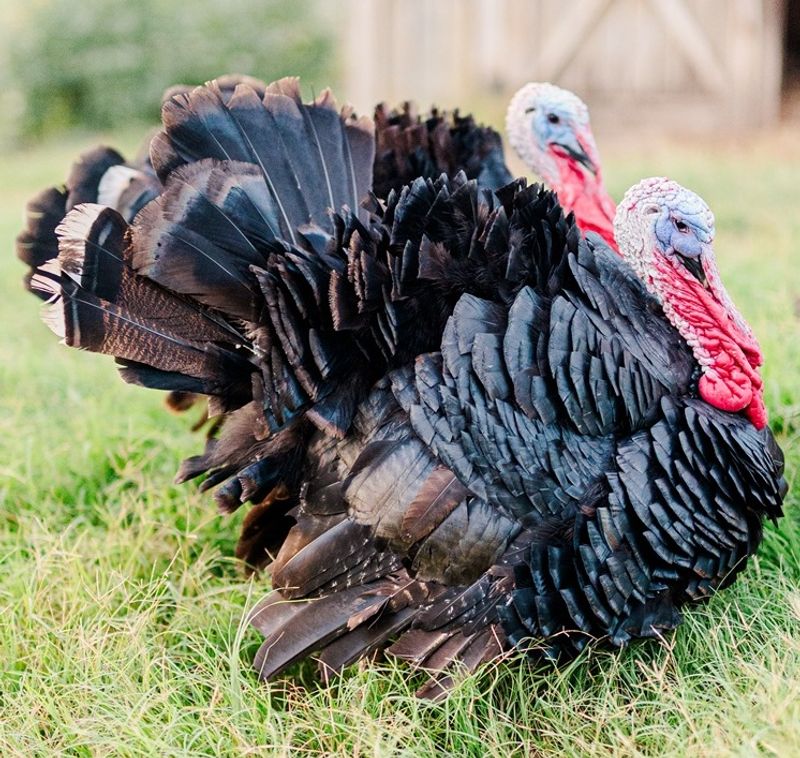 Pastured Chicken, Holiday Turkey, and Fresh Eggs Pastured Chicken, Holiday Turkey, and Fresh Eggs