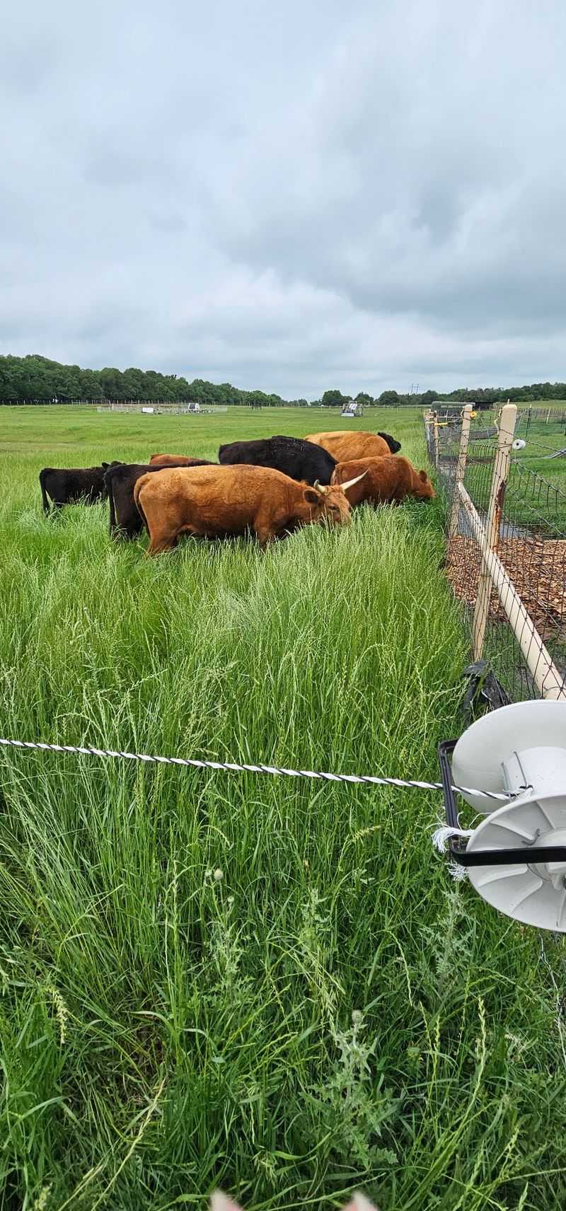 Pastures, Soil, and Animal Care Pastures, Soil, and Animal Care