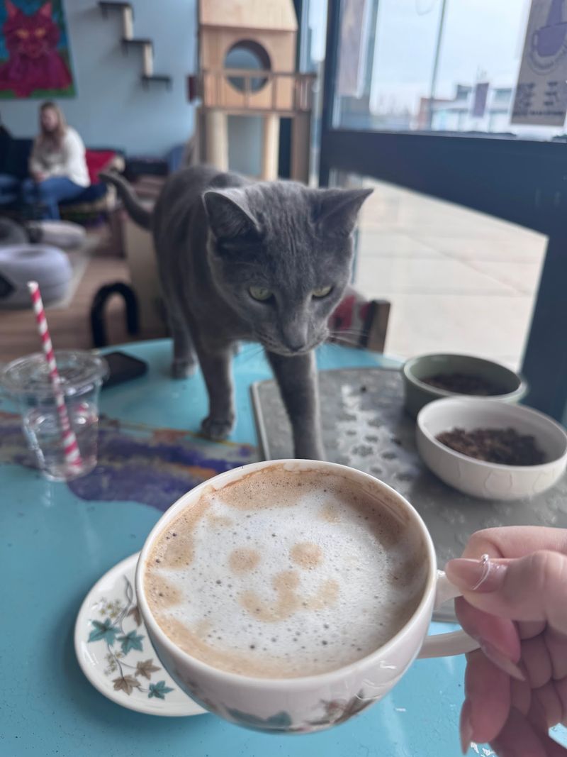 Pawsitivitea CNY Cafe & Cat Lounge Pawsitivitea CNY Cafe & Cat Lounge
