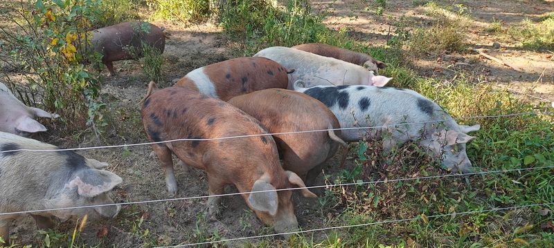 Pigs With A Real Job In The Woods Pigs With A Real Job In The Woods