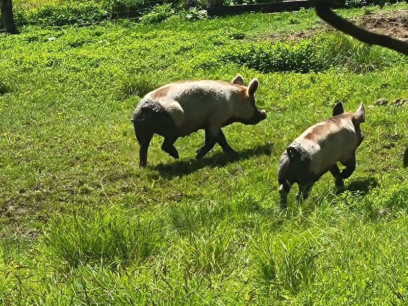 Pigs With Fan Clubs Of Their Own Pigs With Fan Clubs Of Their Own