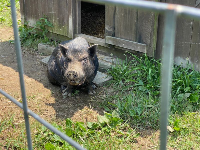 Pigs With Stories Worth Hearing Pigs With Stories Worth Hearing