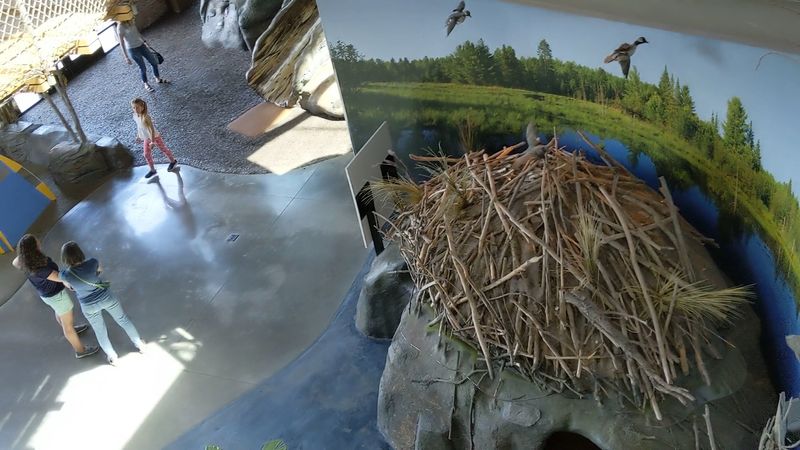 Planes, Beavers And A Nest Built For Eagles