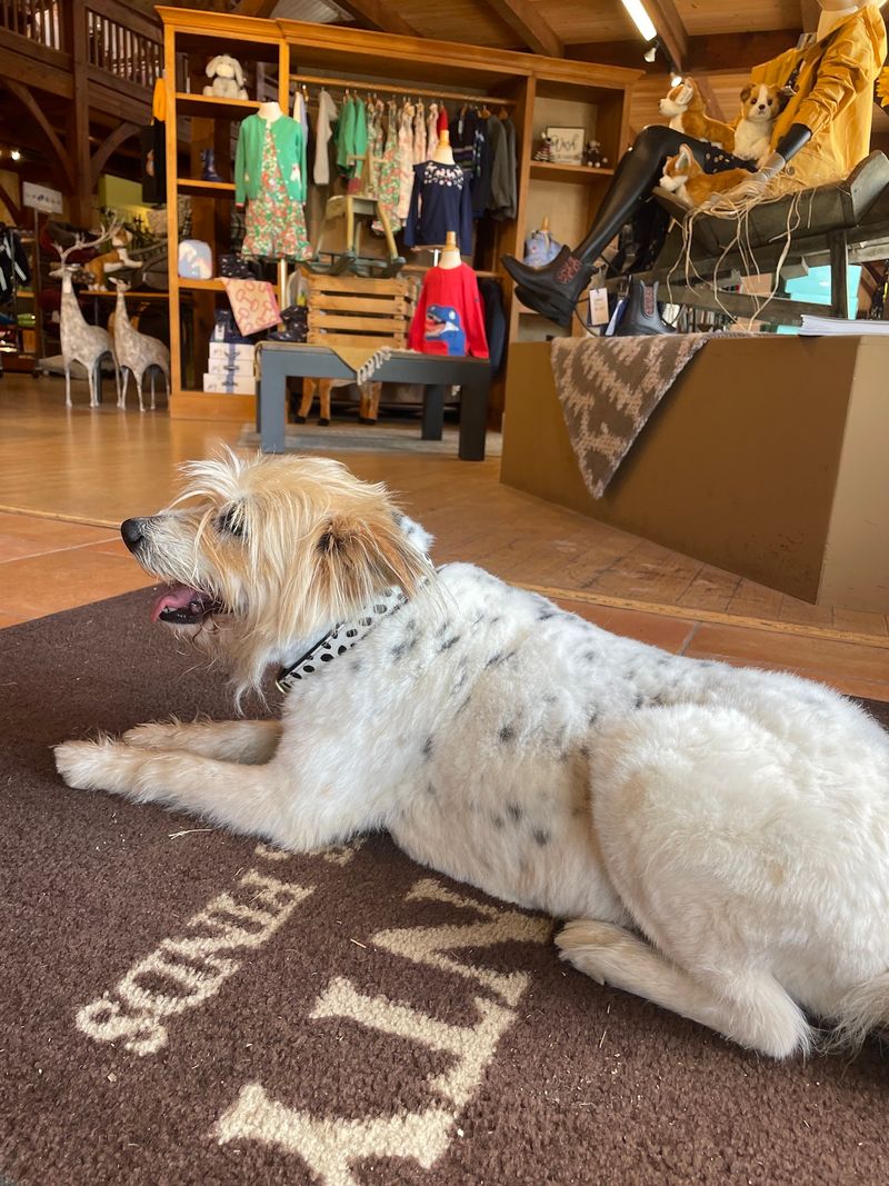 Plenty of Treats for Dogs and Cats Plenty of Treats for Dogs and Cats