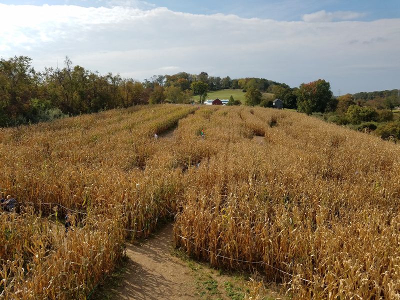 Plowed Fields, Threshed Wheat, And A Corn Maze