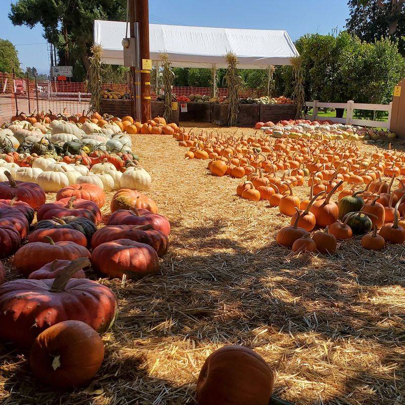 Pumpkin Rows Sized Just Right For Little Legs