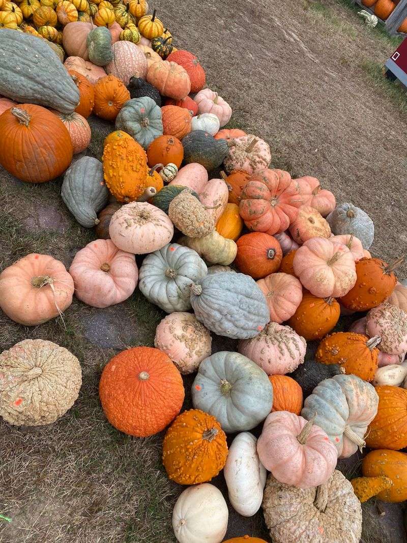 Pumpkins So Varied You'll Need a Game Plan