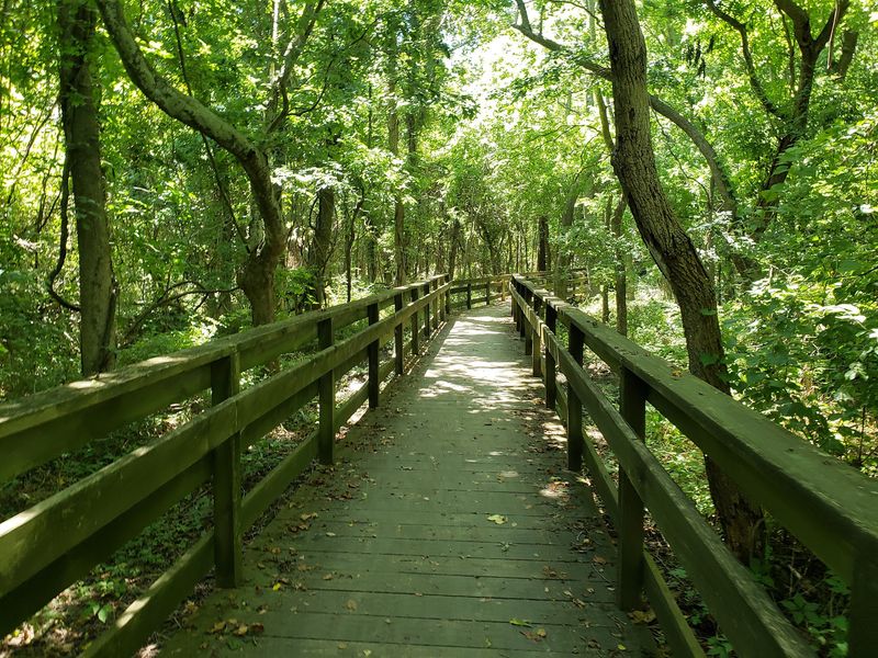 Raised Planks That Float Over the Swamp Raised Planks That Float Over the Swamp