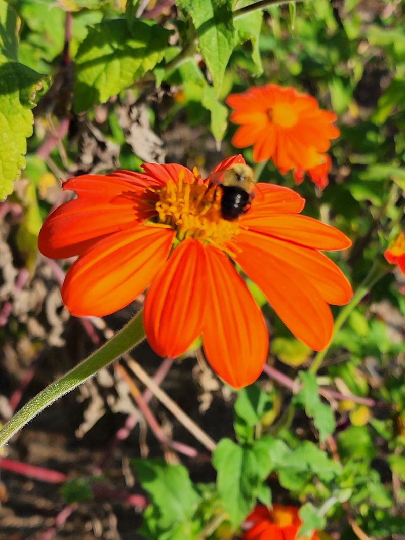 Renaissance Faires, Birding Walks and Homeschool Days