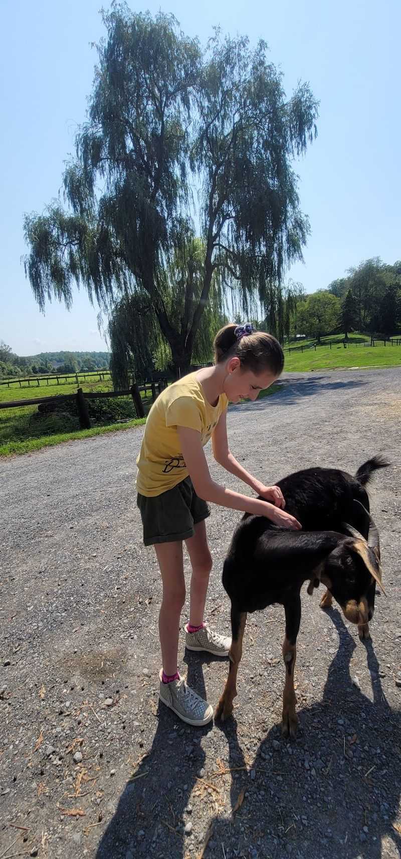 Sanctuary Manners Beat Petting Zoo Rules Sanctuary Manners Beat Petting Zoo Rules