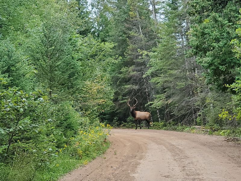 Seven Elk And A Comeback Story Worth Bragging About Seven Elk And A Comeback Story Worth Bragging About