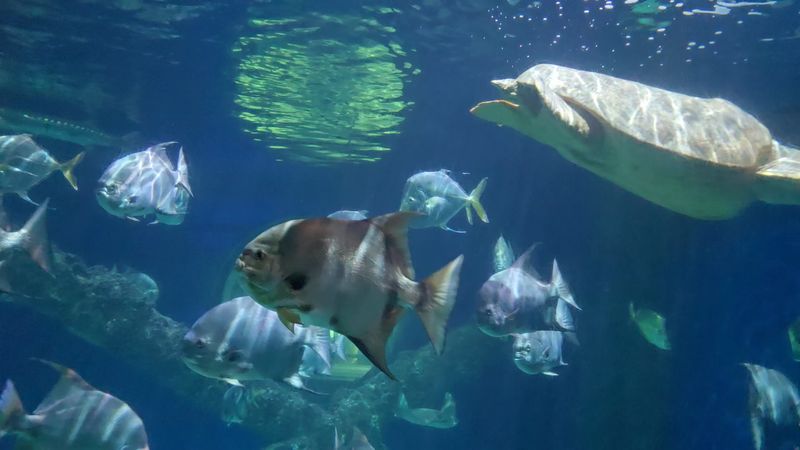 Sharks And Sea Turtles Rule The Deep End Sharks And Sea Turtles Rule The Deep End