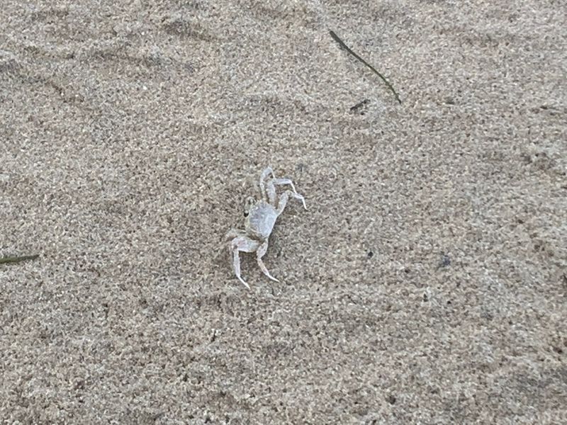 Shell Hunters and Sand Flea Chasers Have It Good Shell Hunters and Sand Flea Chasers Have It Good