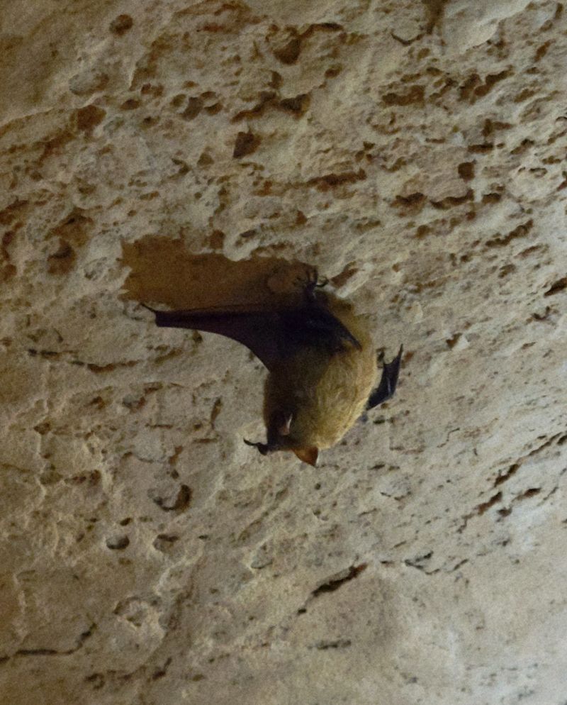 Sleepy Bats, Blacklights, and Funny Guides