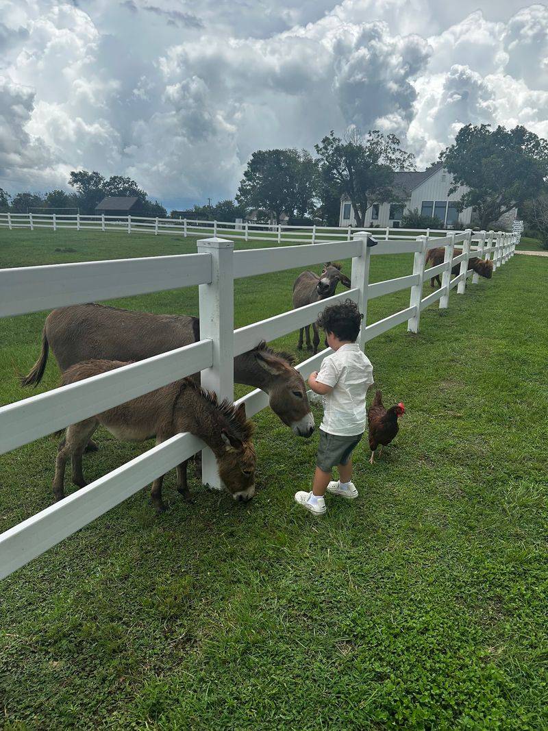 Snack Time Across the Barnyard