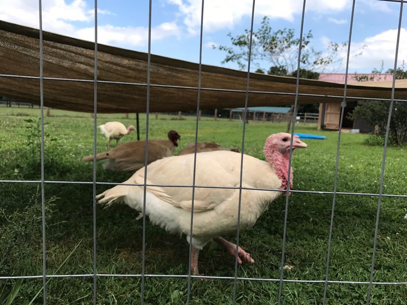 Soccer-Playing Cows And Grass-Loving Turkeys Soccer-Playing Cows And Grass-Loving Turkeys