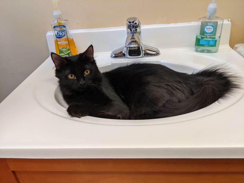 Spotless Rooms, Healthy Cats