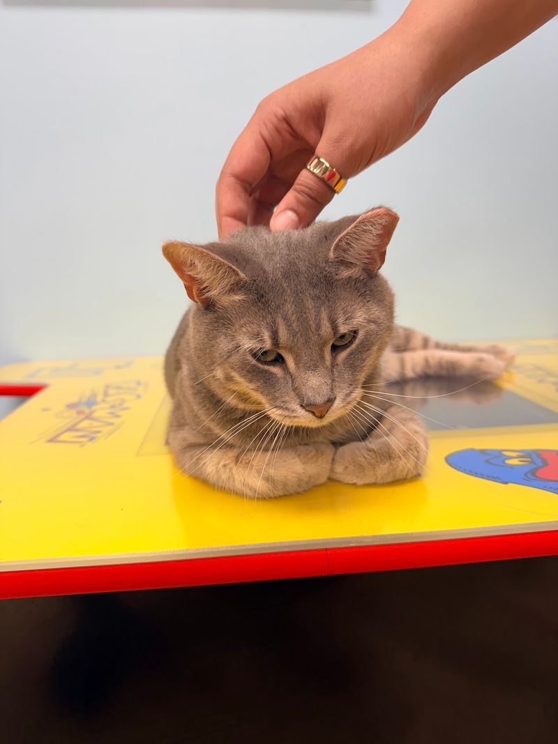 Staff Who Know Every Whisker's Backstory Staff Who Know Every Whisker's Backstory