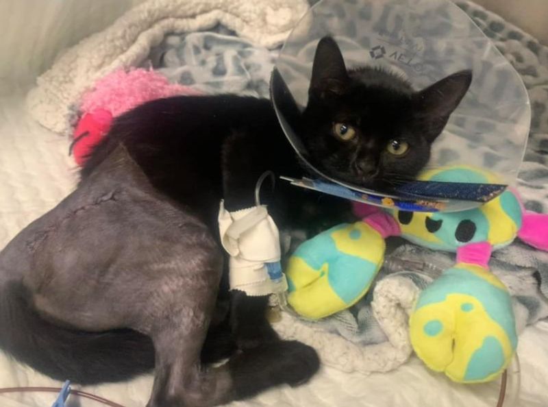 Stepping Up When Cats Need It Most