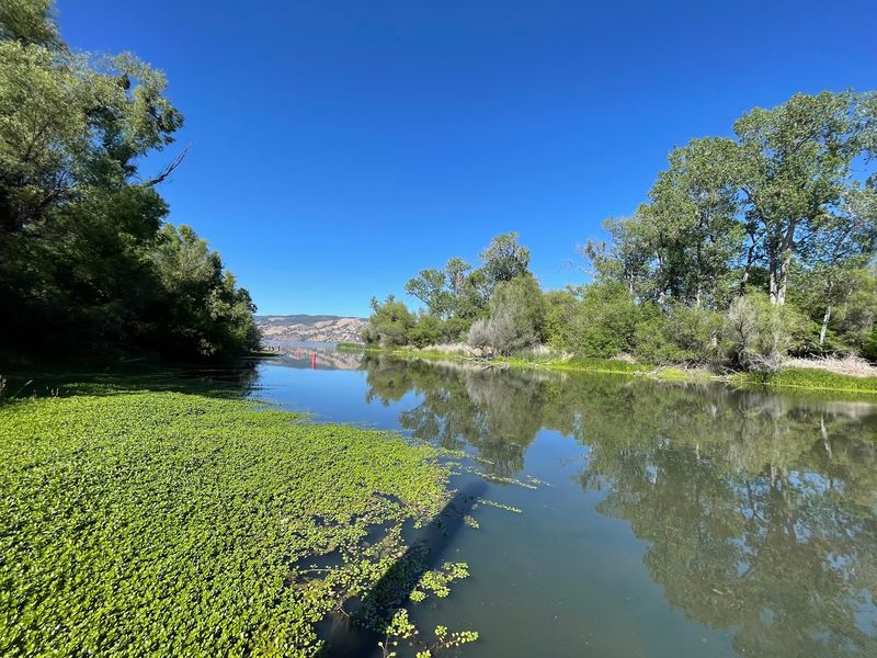 Summer Heat, Algae, And Smart Timing Summer Heat, Algae, And Smart Timing