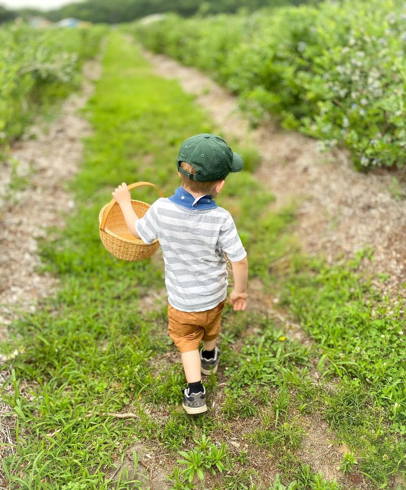 Summer Mornings In The Blueberry Patch