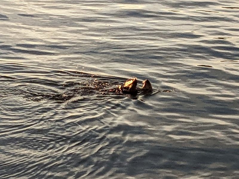 Sunsets, Sea Otters, And A Harbor That Never Sits Still