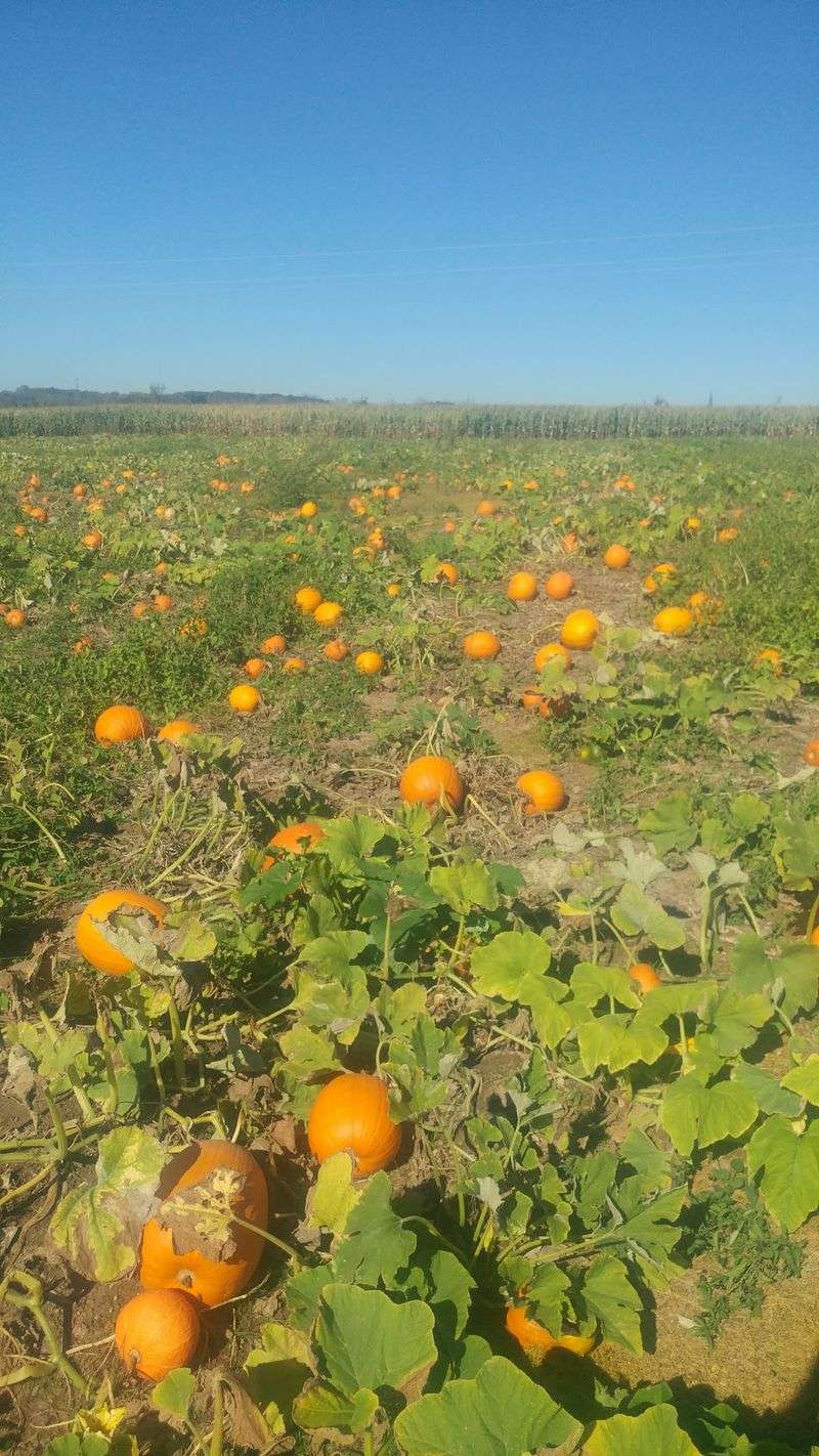 Sunshine Hours Come With Hayrides And Zero Ghouls