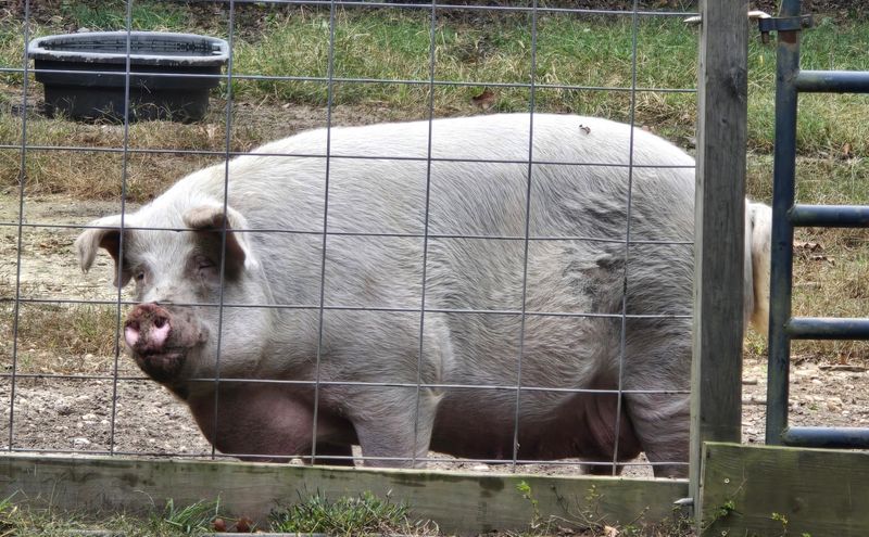 Tail-Wagging Pigs With Serious Size Tail-Wagging Pigs With Serious Size
