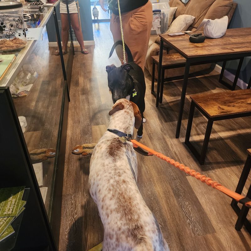 The Bayshore Café Where Dogs Are The Guests Of Honor The Bayshore Café Where Dogs Are The Guests Of Honor