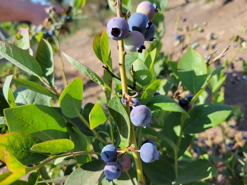 The Berry Lineup That Keeps Families Coming Back