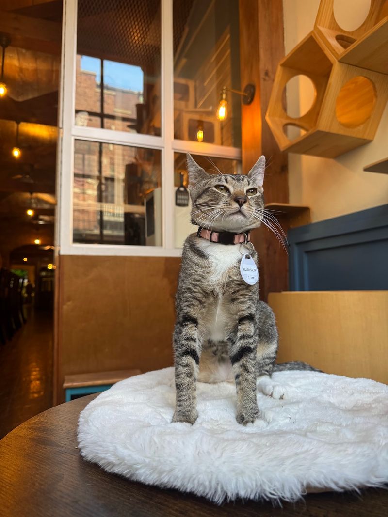 The Brooklyn Cat Cafe The Brooklyn Cat Cafe