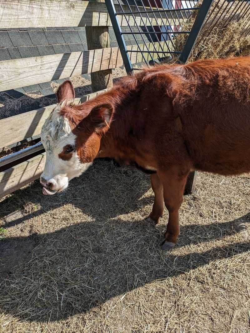The Bull Who Escaped Onto The Newark Train Tracks