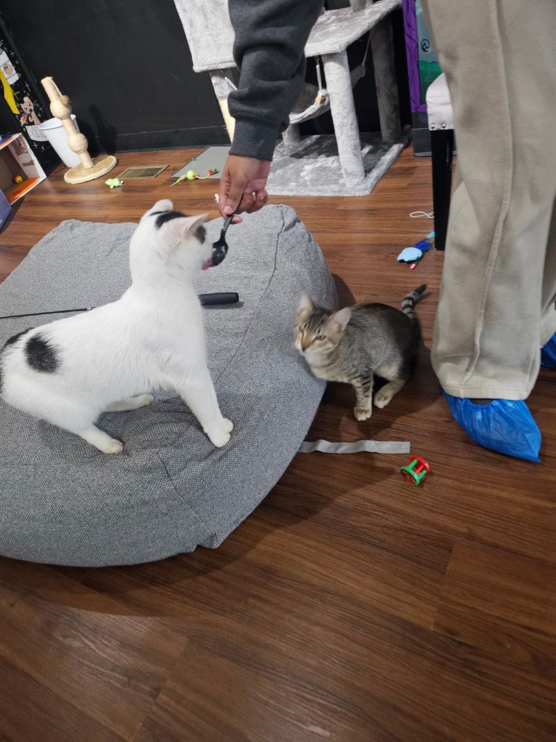 The Cat Room Has A Few Simple Rules, And They Make Sense
