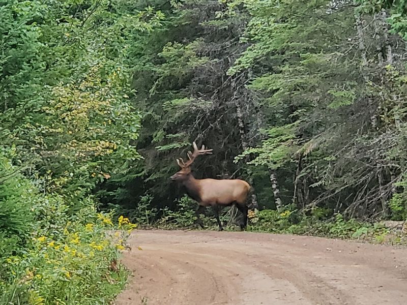 The Forest Office Where Every Elk Trip Should Begin The Forest Office Where Every Elk Trip Should Begin
