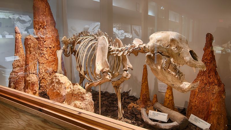 The Free Prehistoric Museum Below the Shop