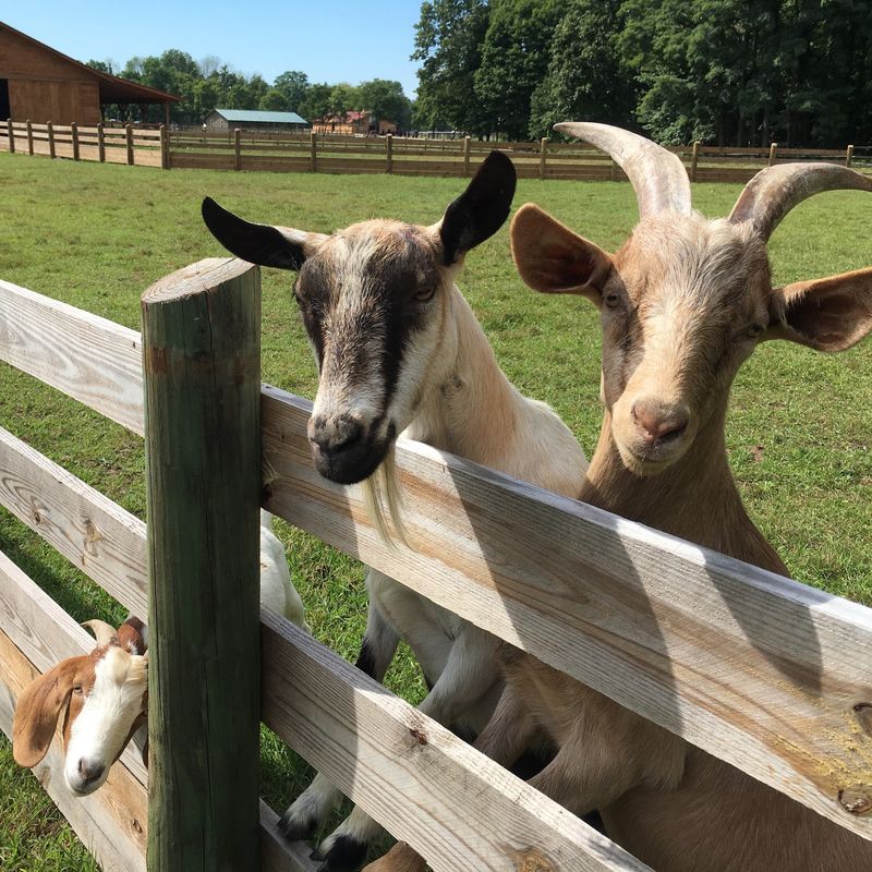The Goats Will Probably Find You First The Goats Will Probably Find You First