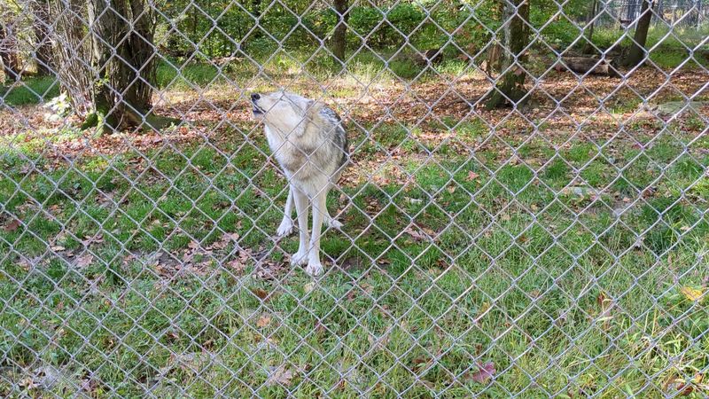 The Howl That Sends Chills Down Your Spine