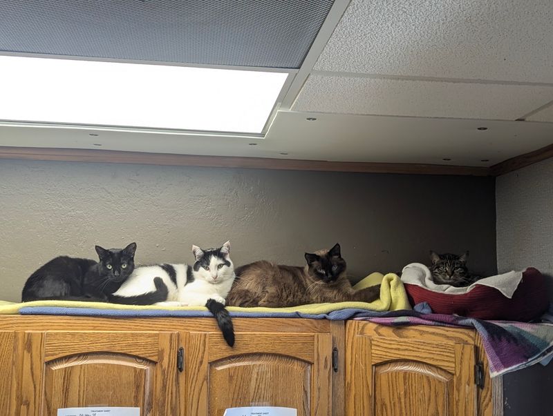 The No-Cage Promise