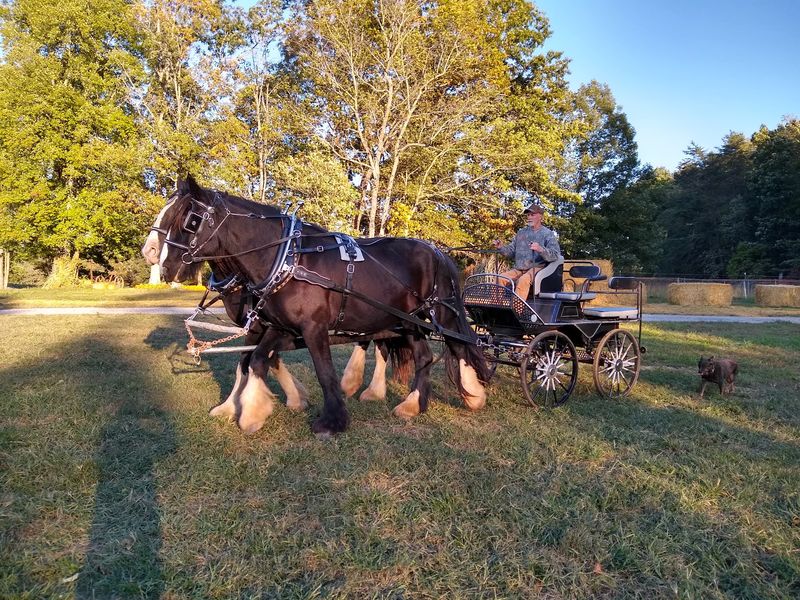 The Only Game in Franklin County for Heavy Horses
