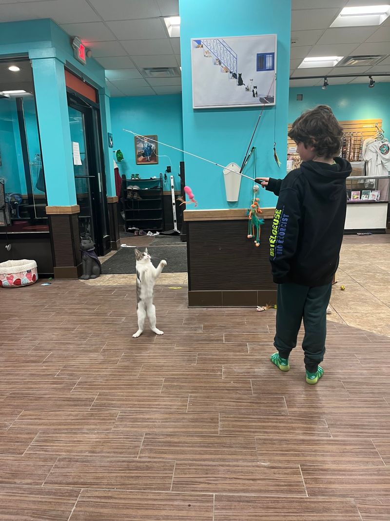 The Pawsitive Cat Cafe The Pawsitive Cat Cafe